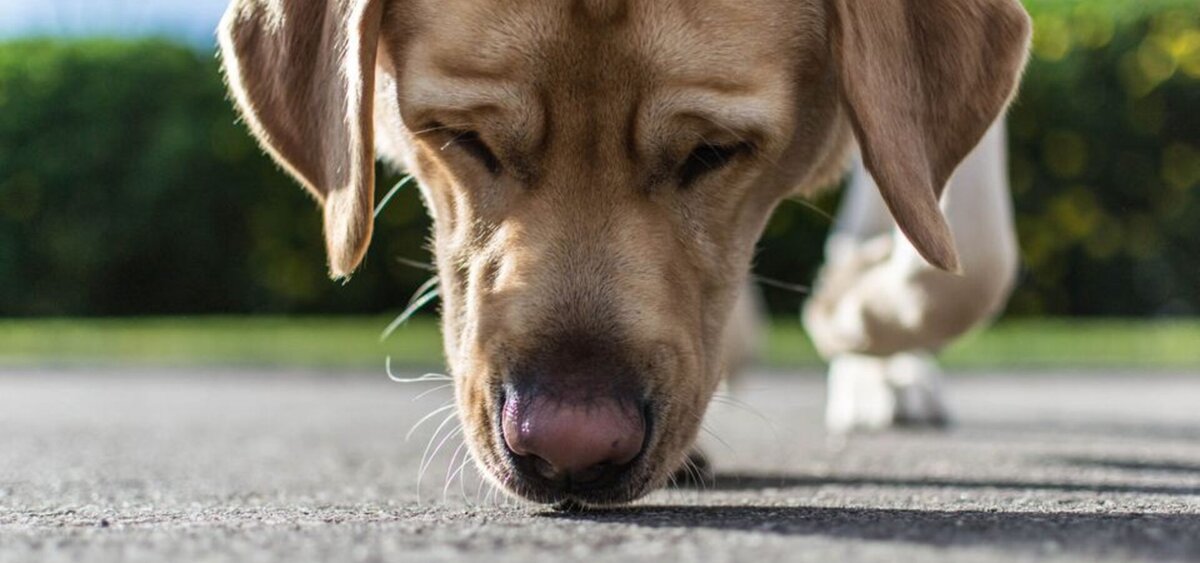 Pasja vohalna detektivka – Izginotje mamutovega repa